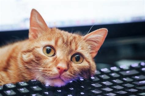 How Do I Save a Website on My iPhone: And Why Do Cats Love to Sit on Keyboards?