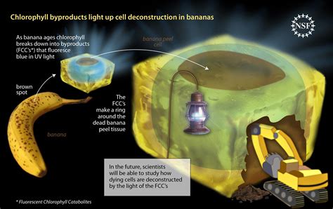 What is the Difference Between Science and Technology? And Why Do Bananas Glow in the Dark When You Sing to Them?